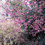お花見2020自粛中の都立小金井公園での花見は？宴会無しでお花見